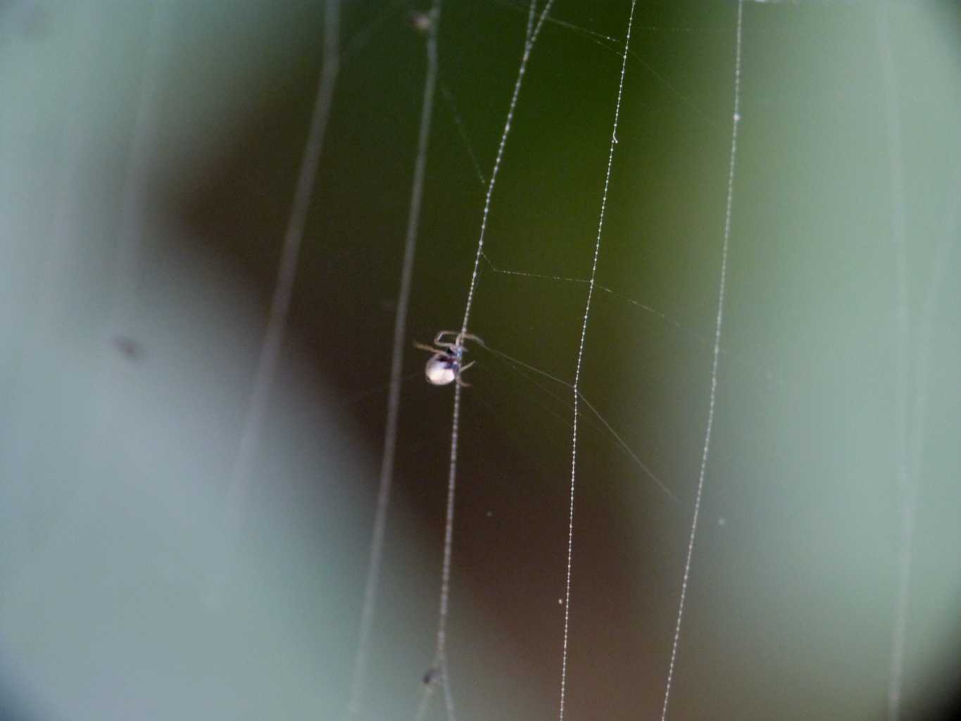 Araneus diadematus - Ostia (RM)